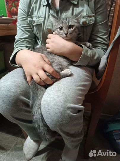 Котенок в дар бесплатно