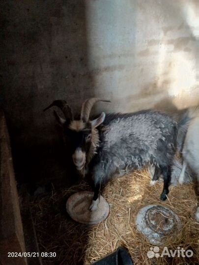 Продам козу