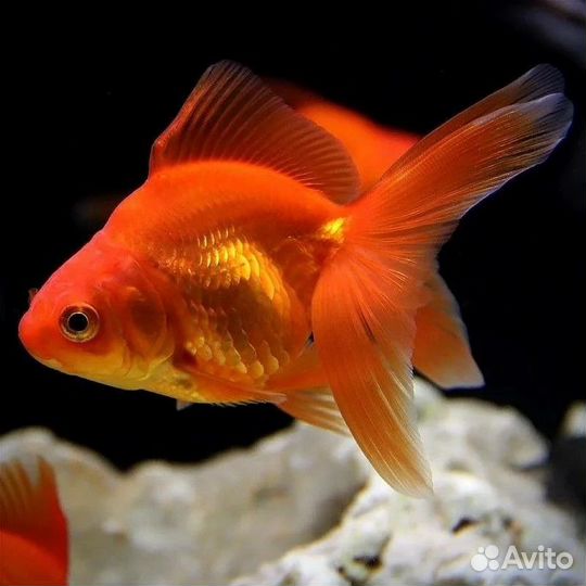 Рыба золотая