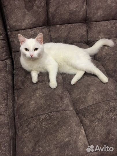 Белая кошка