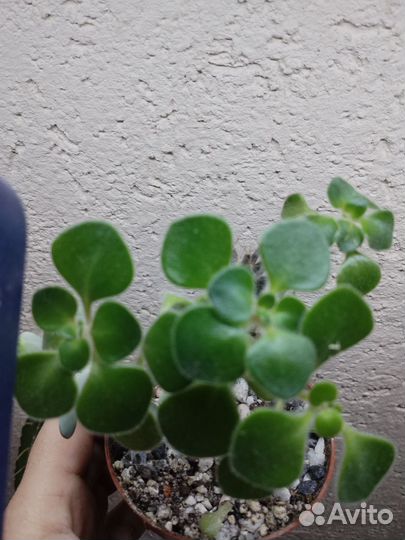 Комнатные растения