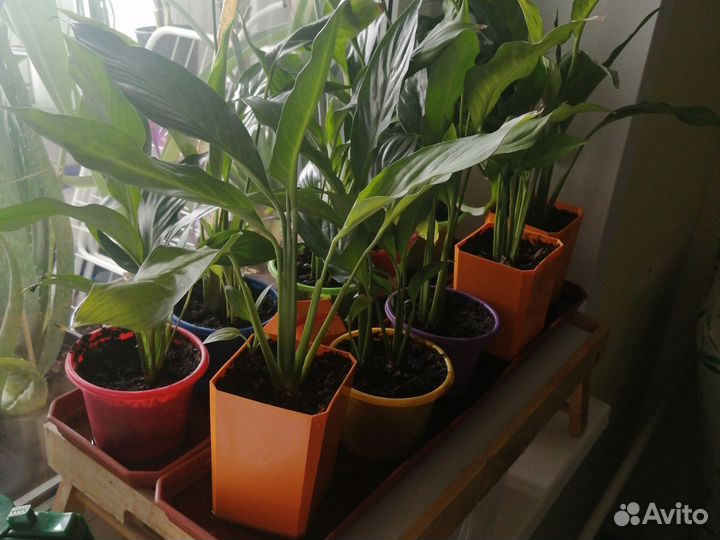 Спатифиллум женское счастье