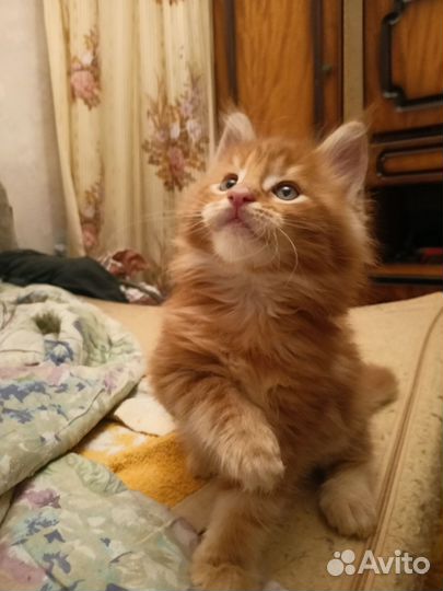 Котята мейн-кун