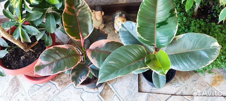 Фикус эластика тинеке