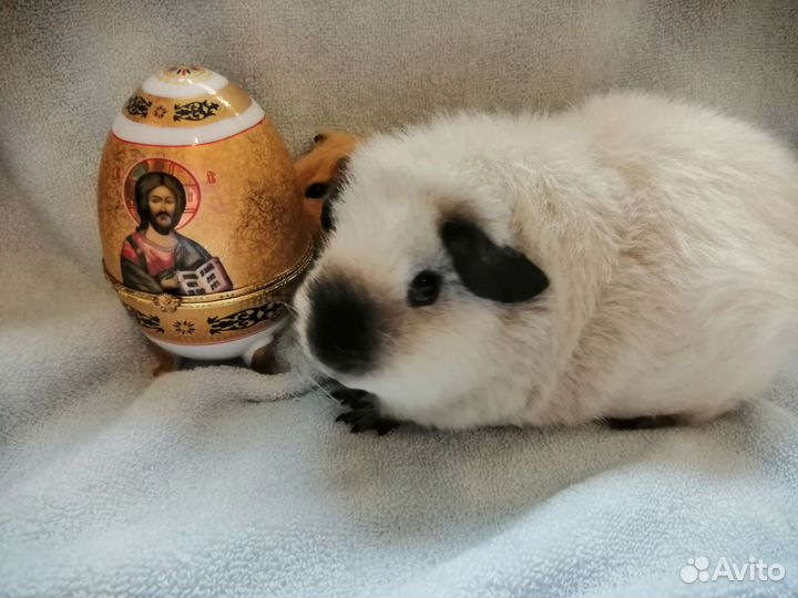 Морские свинки малыши Калифорния