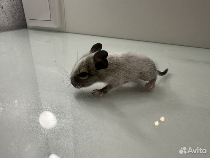 Чилийская белка дегу