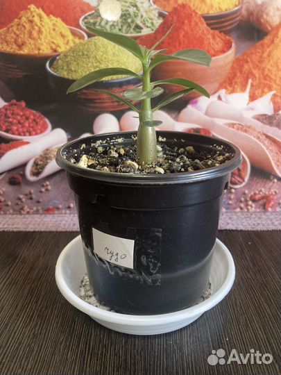 Адениум малыши