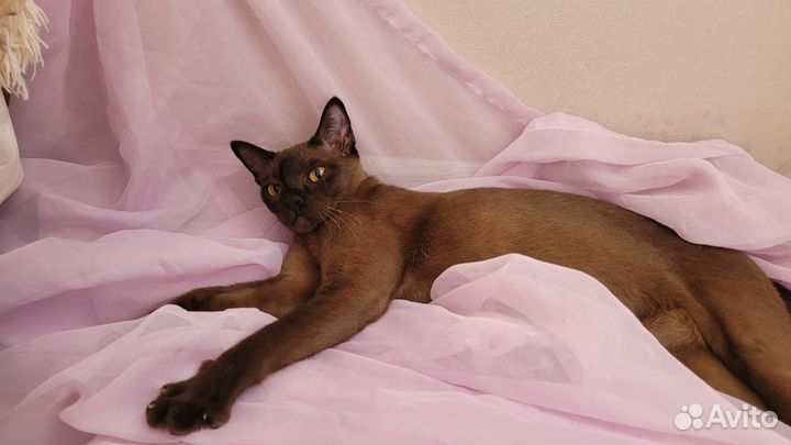 Котята бурма