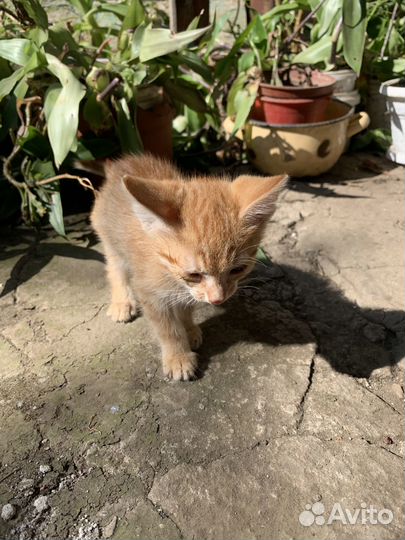 Отдам в добрые руки котят