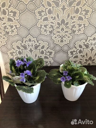 Фиалки цветущие в горшке