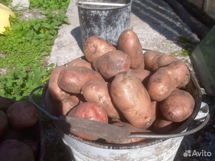 Картофель крупный