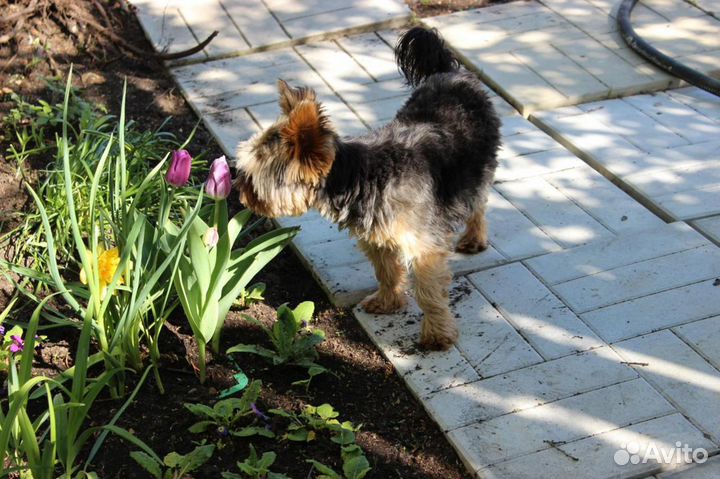 Мини- Йорк для вязки