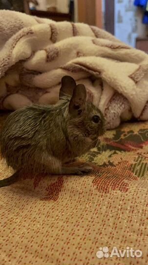 Белки дегу(детеныши)