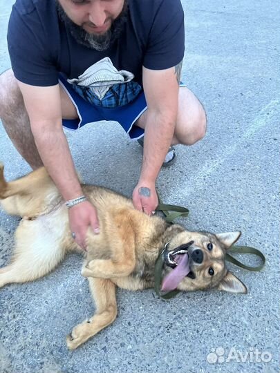 Собака