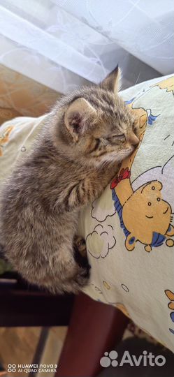 Котики бесплатно