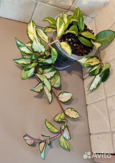 Хойя Карноза Триколор