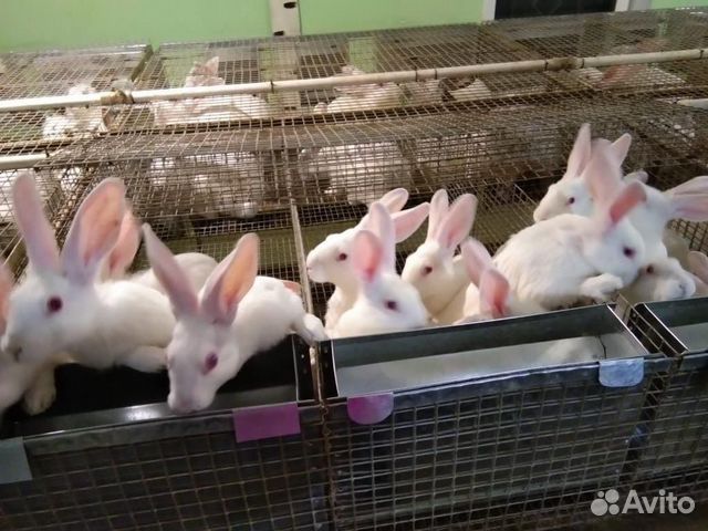 Кролики Белый Паннон на разведение объявление продам