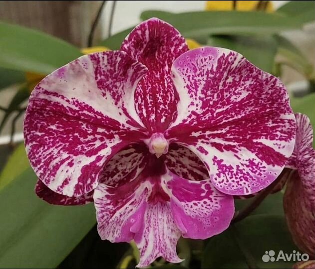 Орхидея фаленопсис Биг лип Allura Caramba