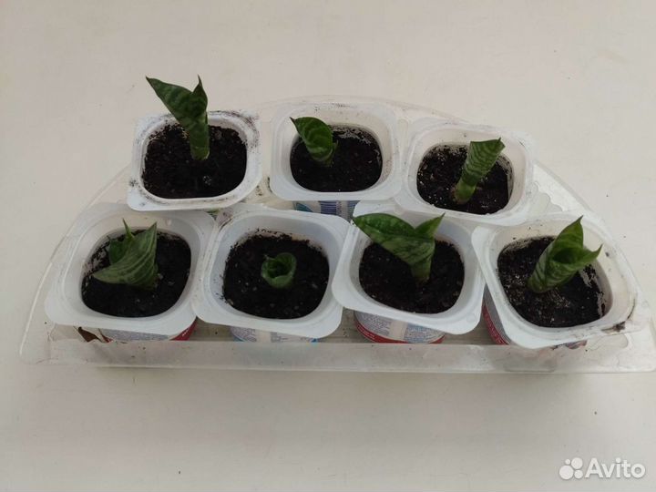 Сансевиерия