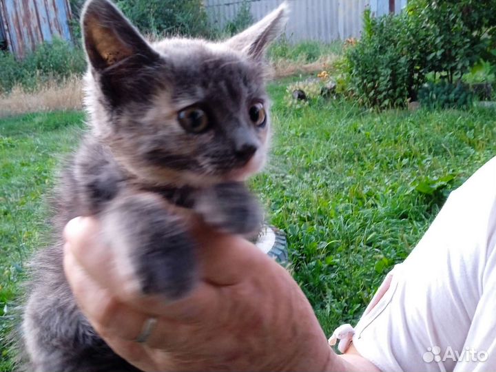 Кошка в дар