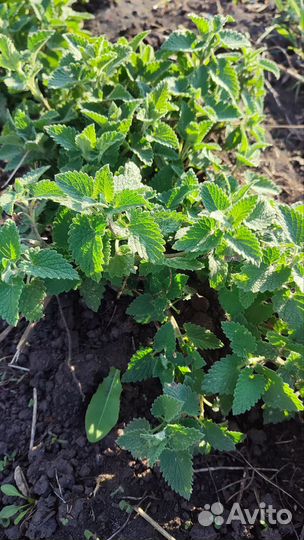 Мята, мелисса, душица, зверобой