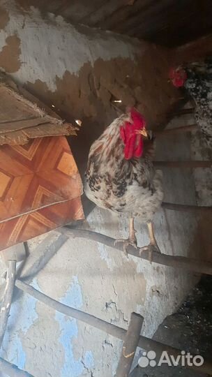 Молодые петухи