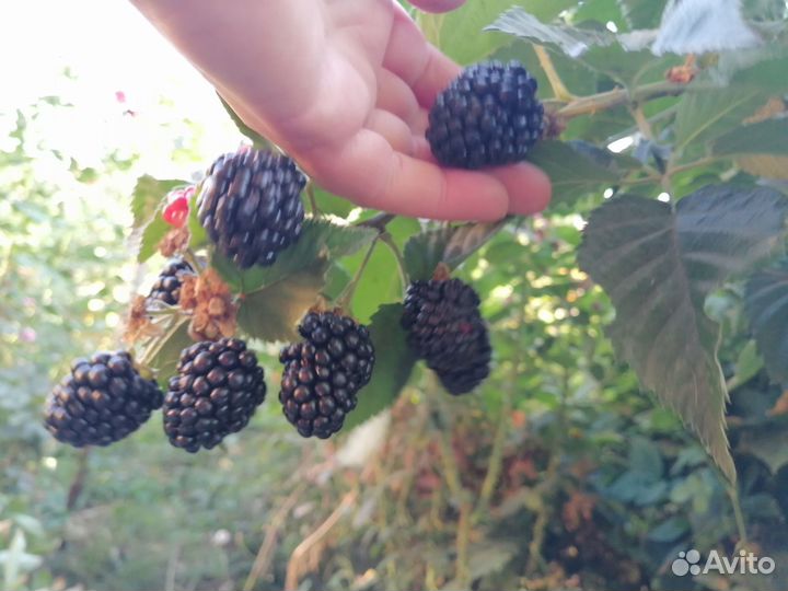 Саженцы Ежевики