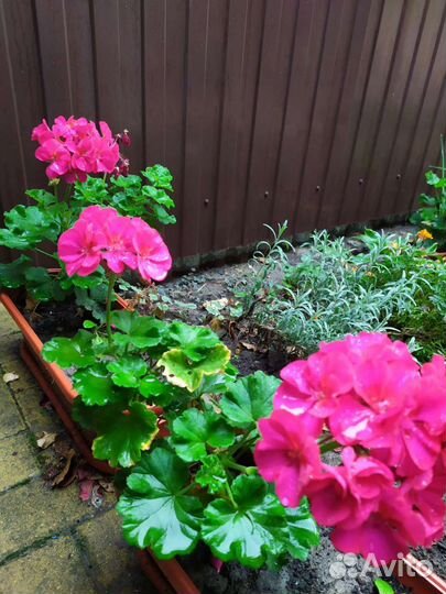 Пеларгония герань