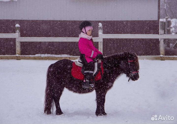 Обучение верховой езде, лошади в аренду