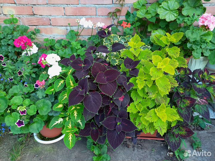 Колеус срезом