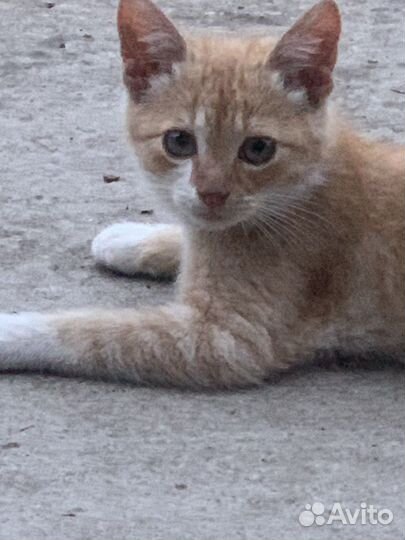 Кошка