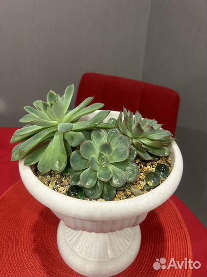 Суккуленты набор