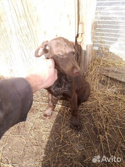 Щенки курцхаара