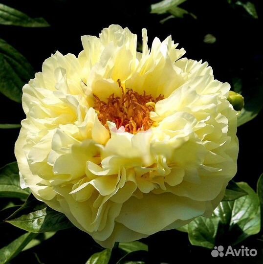 Пион Lemon Chiffon (Лемон Шифон) 3-5 почек