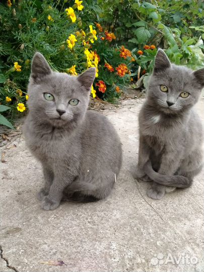 Котята в добрые руки бесплатно