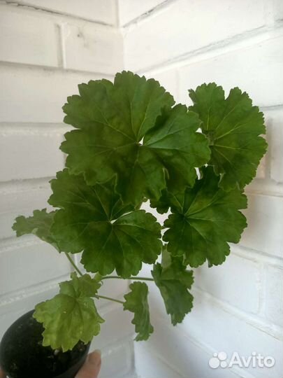 Пеларгония герань