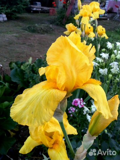 Многолетники травянистые