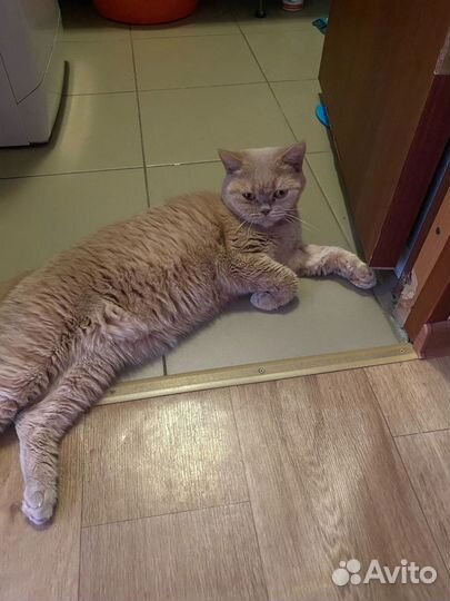 Девочка британка