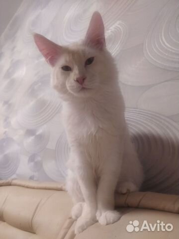 Кот мейн-кун вязка с родословной объявление продам