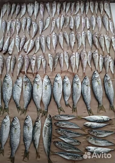 Вяленая рыба Черноморская и х/к под заказ