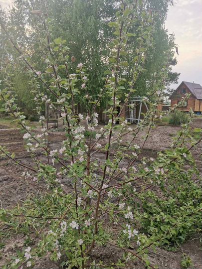 Дача 115 м² на участке 9 сот.