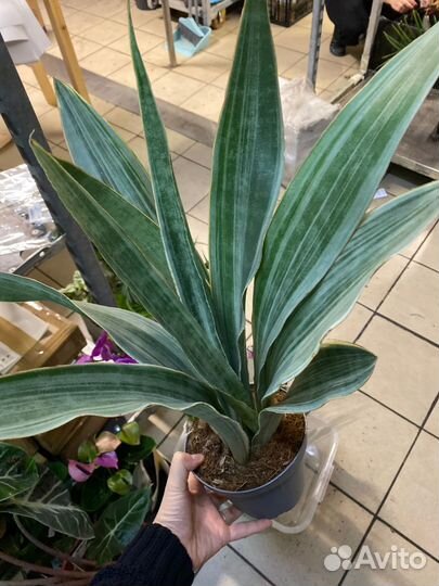 Сансевиерии