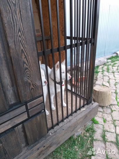 Вольер для собак