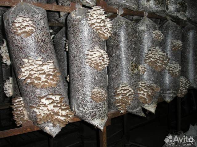 Субстраты грибов вешенки, грибные блоки