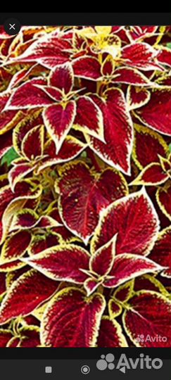 Колеусы сортовые