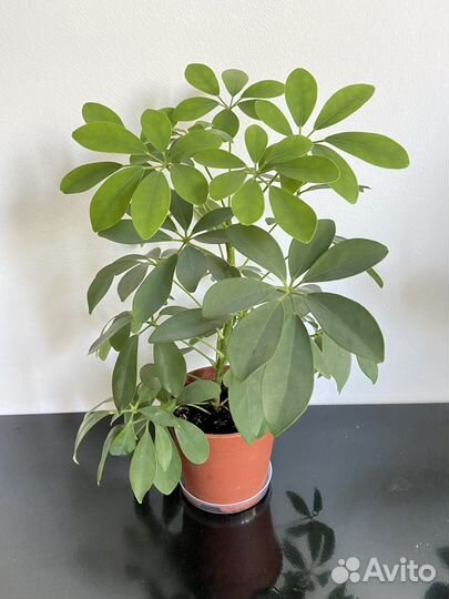 Комнатные цветы шефлера