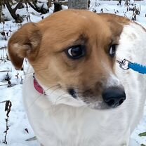 Взрослая собака в добрые руки