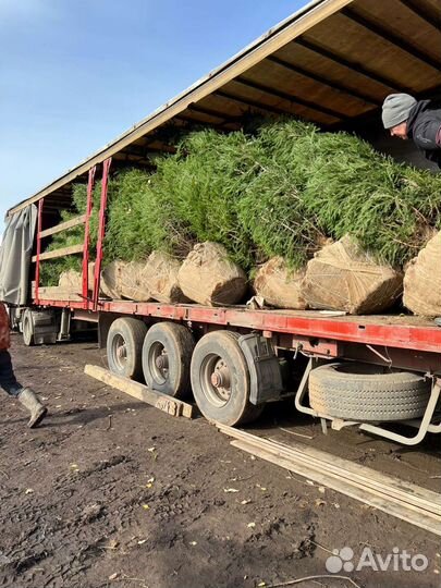 Деревья крупномеры ель, сосна, кедр