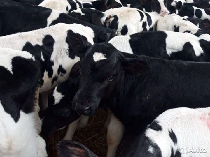 Продаём телят помесь с Абердином