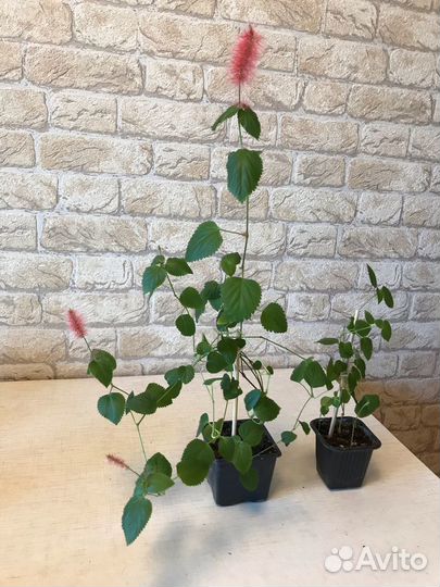 Продаю комнатные цветы